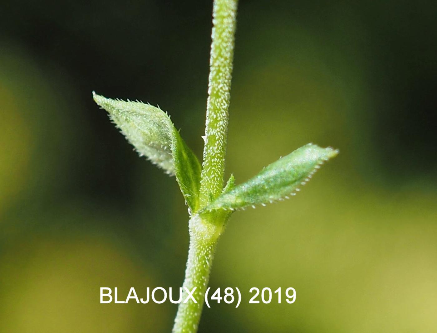 Sandwort, Slender leaf